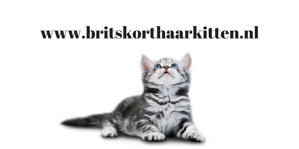 brits korthaar cattery kitten kopen